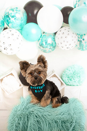 24-TURQOISE PUPPY