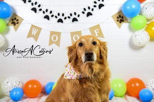26-WOOF BALLOON BIRTHDAY 2