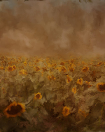 029sunflowertexture3